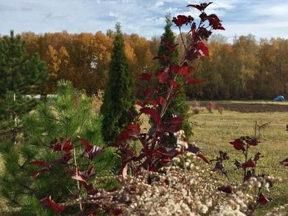 Осень в «Романовском Парке»