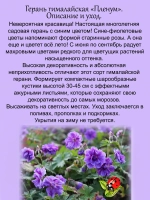 Герань гималайская Пленум многолетняя