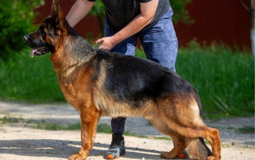 Стандартные кобели