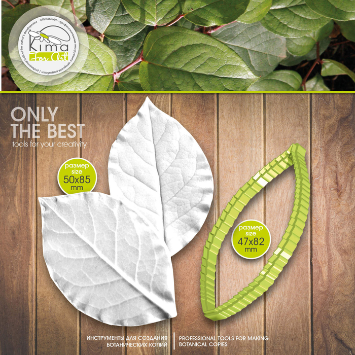 Салал лист средний