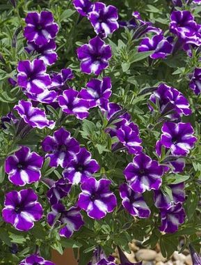 32502 Петуния BUBBLES Lavender Twist (Весна 2026)