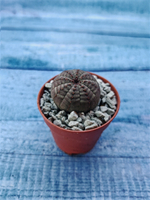 Суккулент Euphorbia Obesa (Эуфорбия)