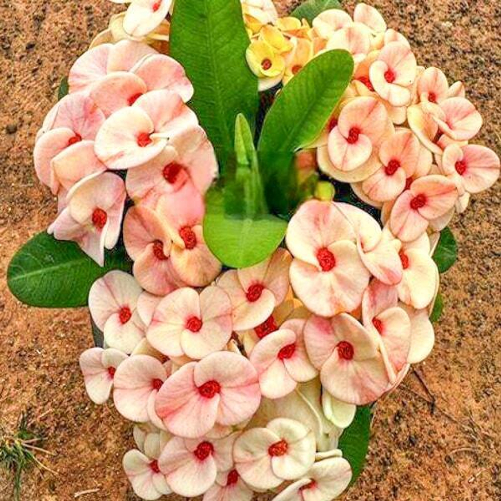 Эуфорбия Миля JOM KWAN