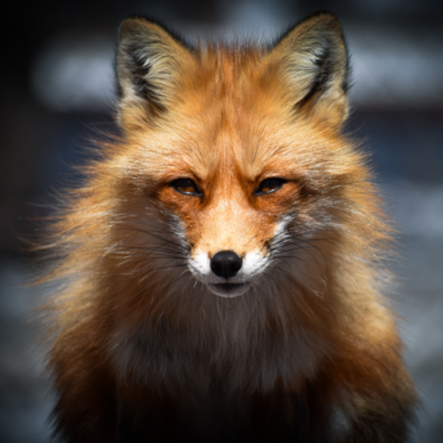 Дух-помощник