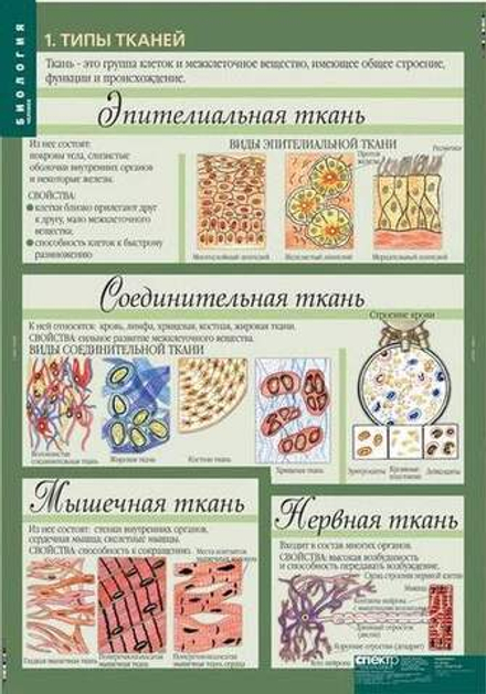 Биология 10-11 классы. Цитология. Генетика. Селекция