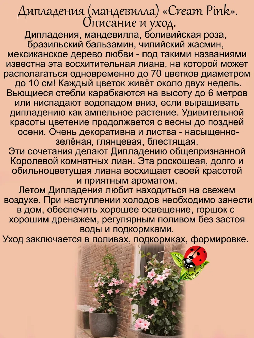 Дипладения Розовый крем Мандевилла