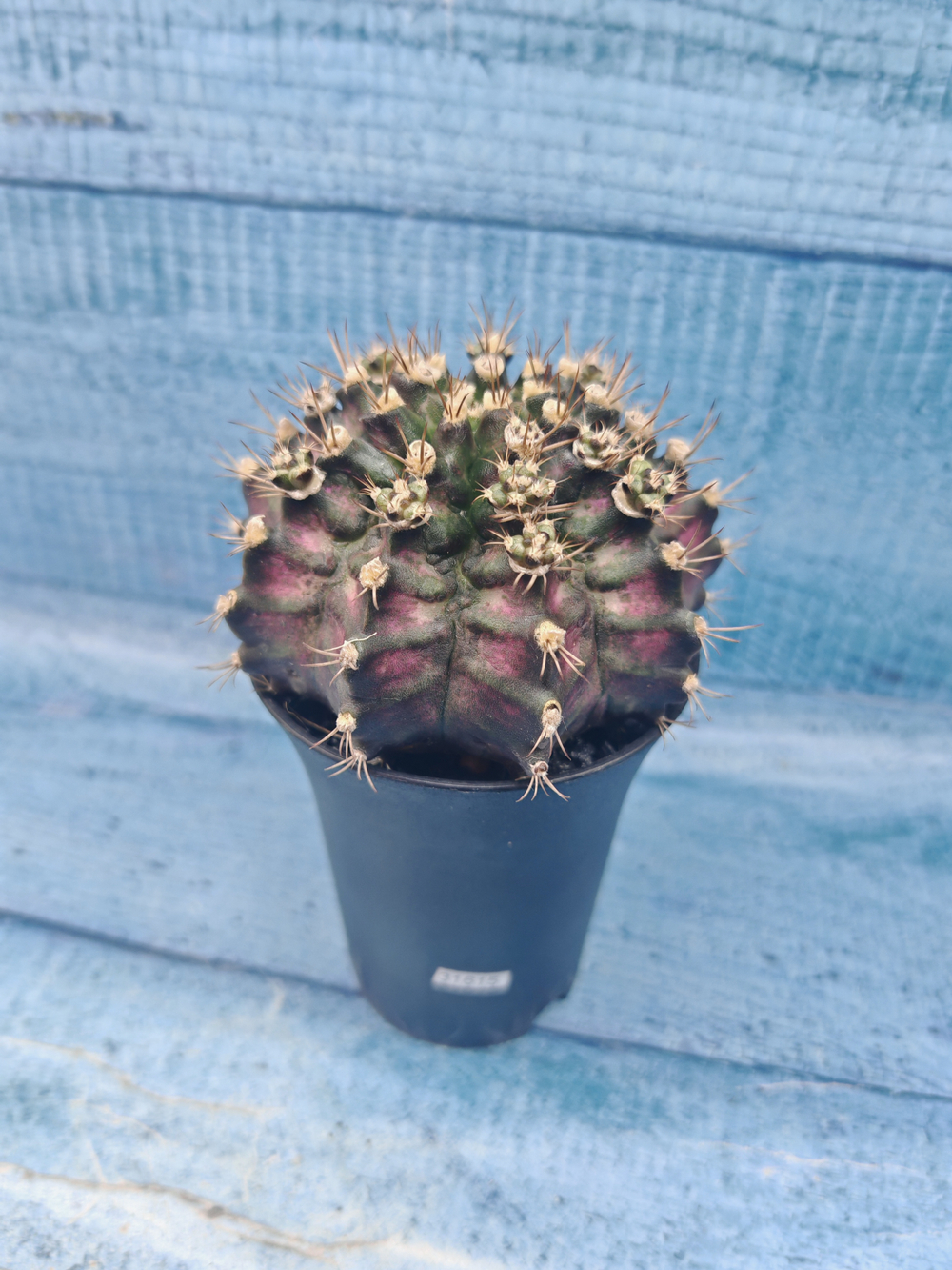 Gymnocalycium T-Rex Pink hybrid (Гимнокалициум T-rex)