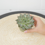 Эхеверия микс