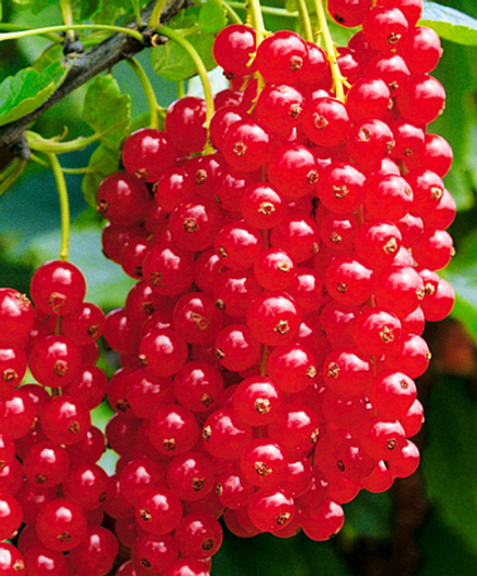 Смородина красная Йонкер ван Тетс