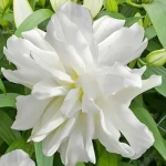 Лилия Lotus Ice (Лотосовый гибрид)