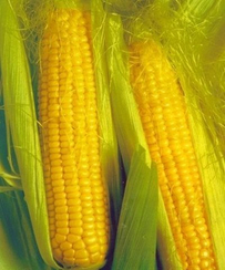 Челл F1 семена кукурузы (Seminis / Семинис)