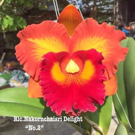 Орхидея ринхолелиокаттлея RLC. NAKORNCHAISRI DELIGHT '#2'