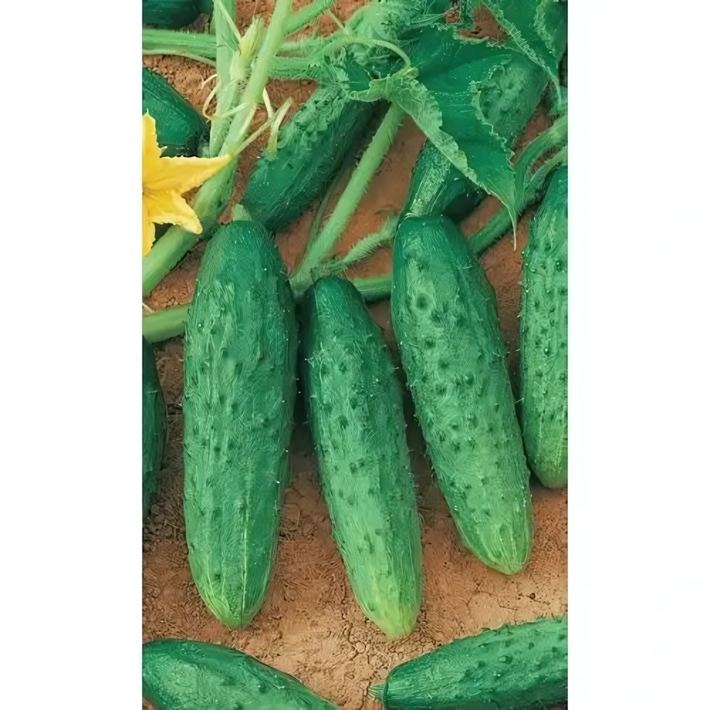 Семена Огурец Феникс (УД) Е/П