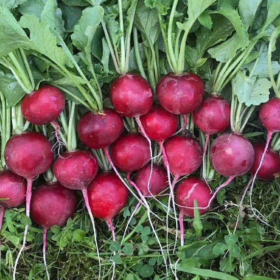 ЭСКАЛА F1 семена редиса Enza Zaden цена