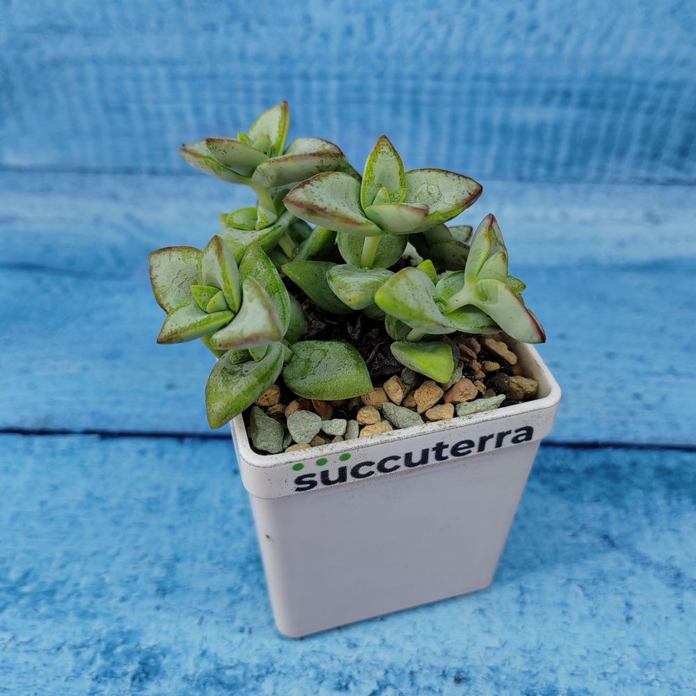 Crassula Rupestris (Крассула)