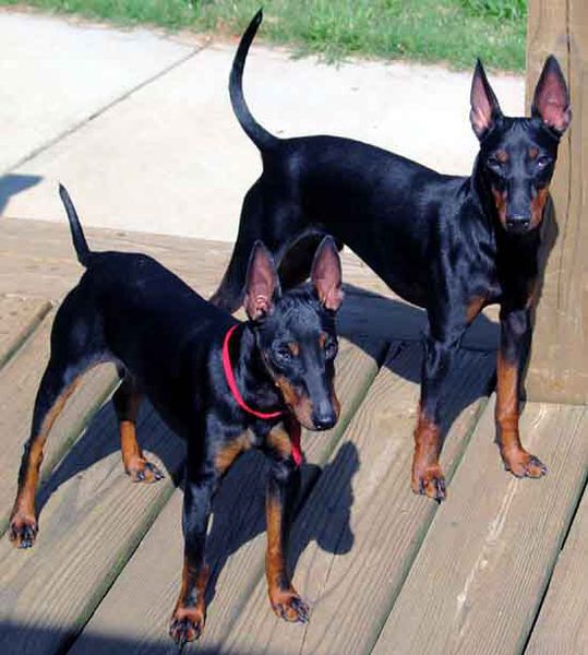 Манчестерский терьер Манчестерский терьер