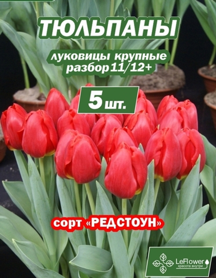 Тюльпан Луковица цветов, Редстоун, 5шт, разбор 11/12