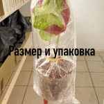 Каладиум GAO SAB