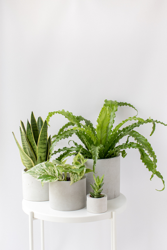 Озеленительный набор "Сочная зелень"