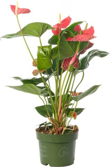 Антуриум Ред d17 h60