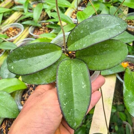 Хойя VITELLINA X AFF FORBESII