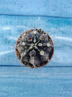 Gymnocalycium Friedrichii (Гимнокалициум)