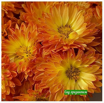 Хризантема мультифлора Braga bronze м.37 /поставка весна 2026г/