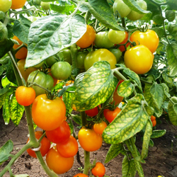 Помидоры — Ola Polka – Оля Полька