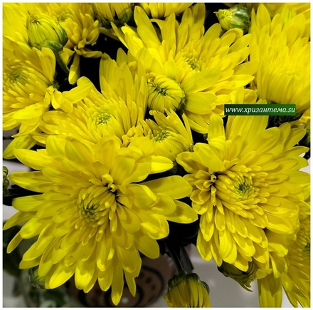 Хризантема мультифлора Meridian gold м. 160 /поставка весна 2026г/
