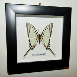 Бабочка Eurytides agesilaus в рамке