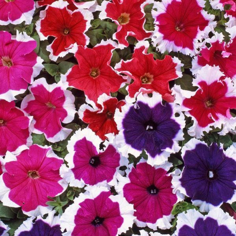 Петуния грандифлора Хулахуп Микс (100др) Витагрин Профи