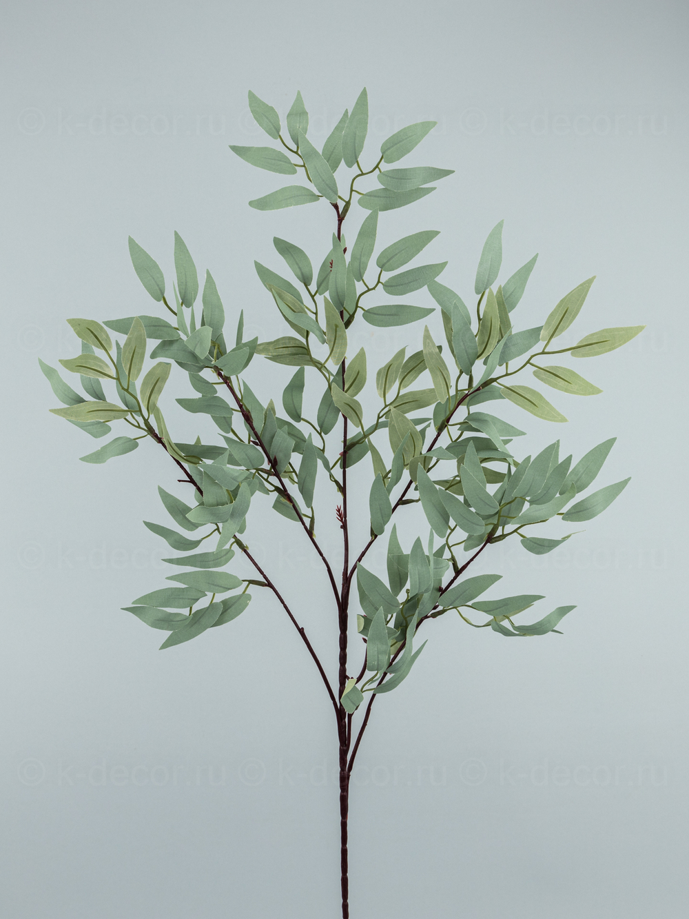 Рускус Итальянский