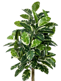 Фикус Эластика Тинеке 150 см.