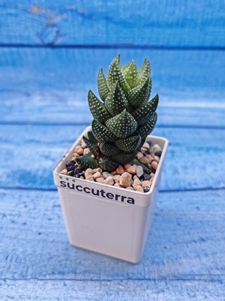 Haworthia Coarctata (Хавортия)