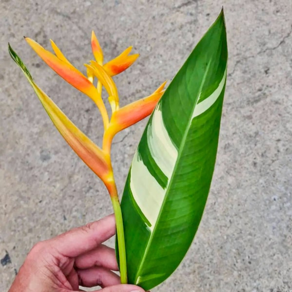 Геликония PSITTACORUM LADY DI VAR (Н113)