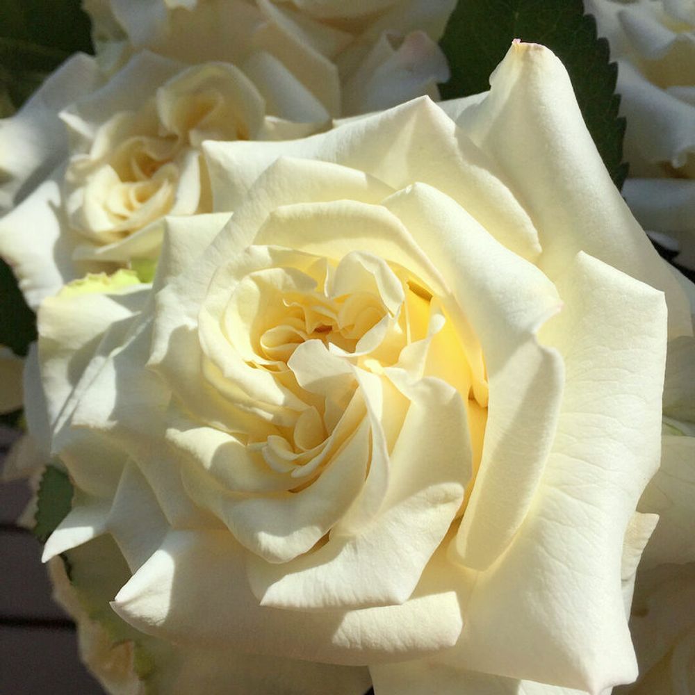 Вайт Эшли (White Ashley)