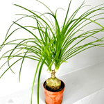 Нолина Спутник