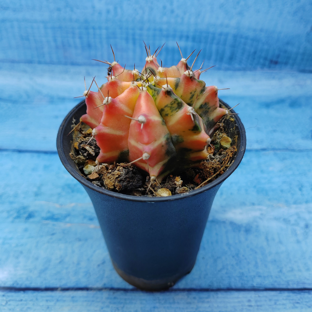 Gymnocalycium Variegata (Гимнокалициум Вариегатный)