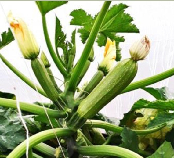 Байкал F1 семена кабачка (Sakata / Саката) – фото 2