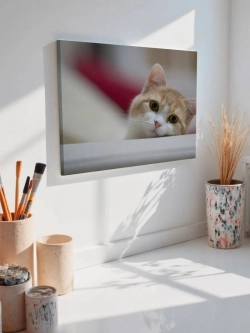 Картина на стену 40 X 50 Котенок