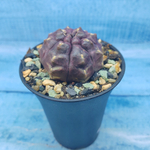 Gymnocalycium Daydream (Гимнокалициум)