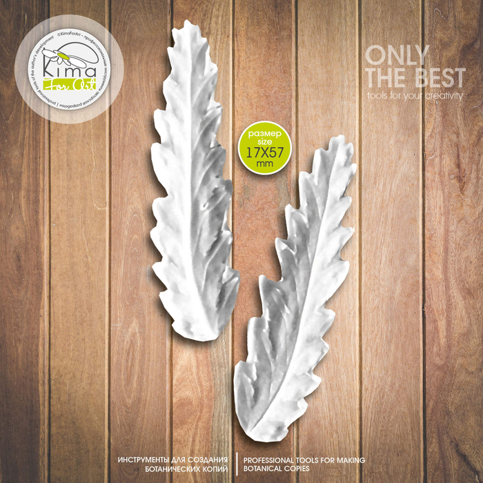 Пижма лист вытянутый