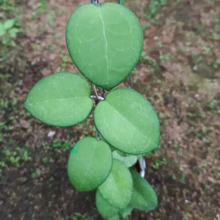 Хойя VITELLINA SP GARUT