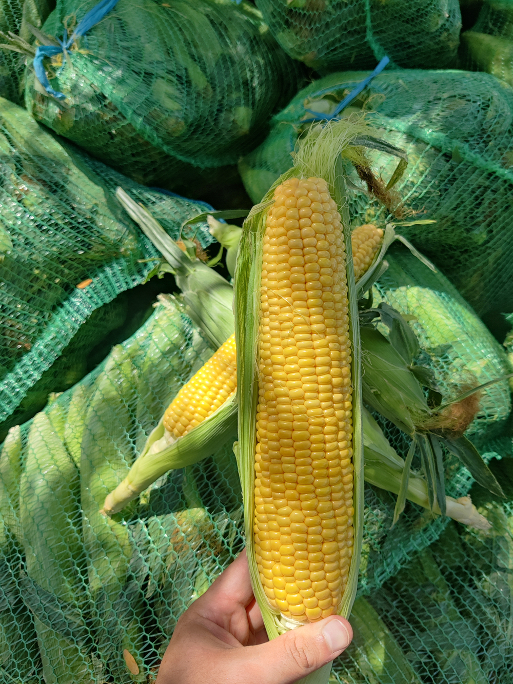 Кимбер Корн F1 семена кукурузы ( Yuksel Tohum / )