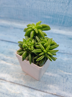 Peperomia Dolabriformis (Пеперомия)