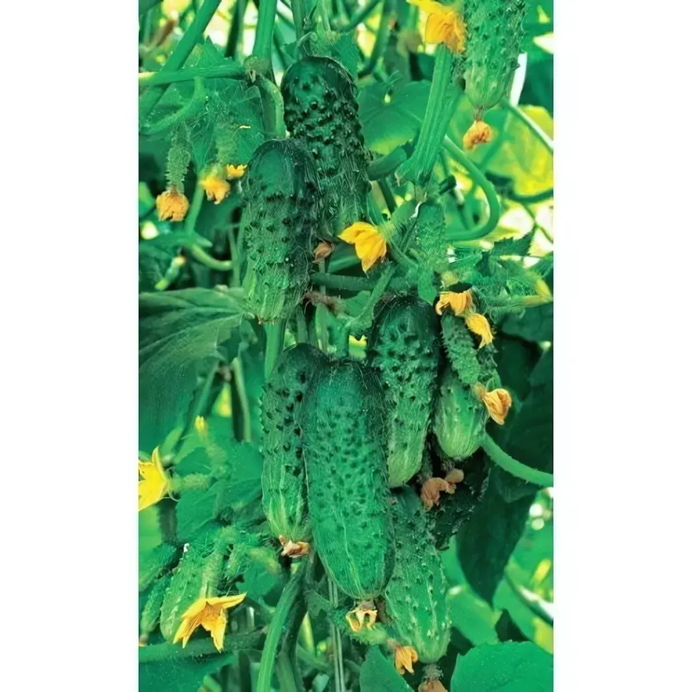 Семена Огурец Шик F1 (УД) Е/П