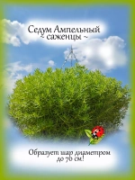Седум Ампельный многолетний очиток