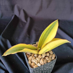 Сансевиерия FORKSKAOLIANA VAR