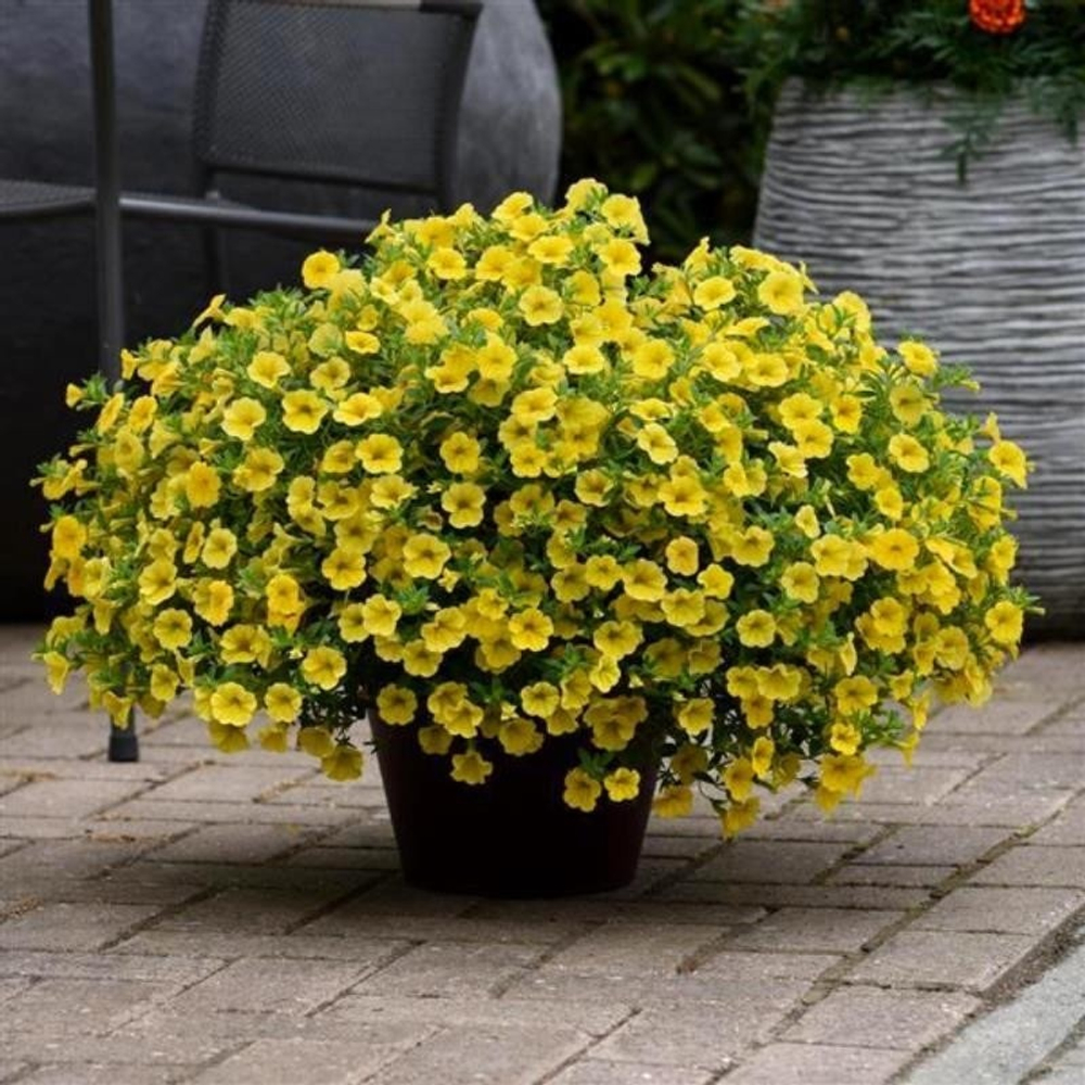 К9 Калибрахоа Lia yellow imp.