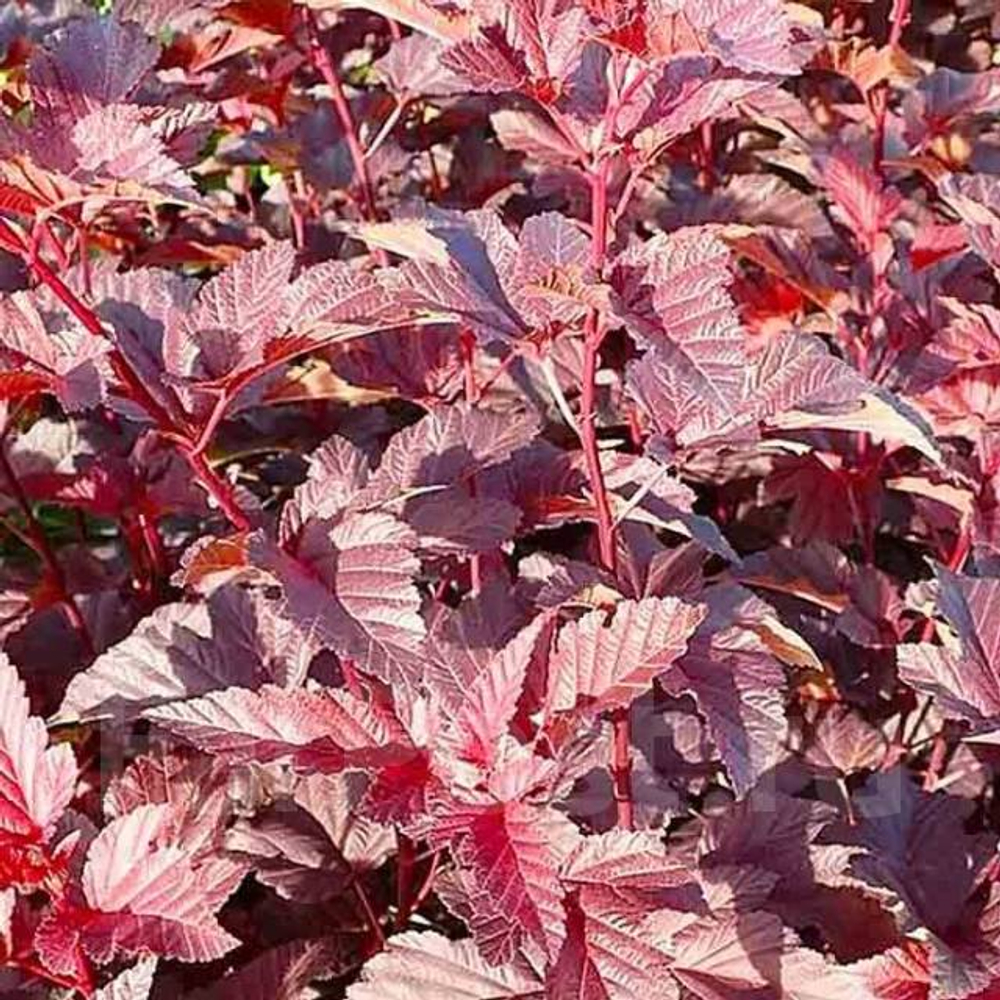 Пузыреплодник калинолистный Андре С5 40-60